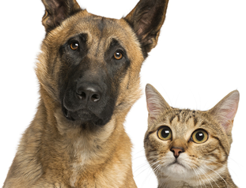 FEBRUARY IS NATIONAL PET DENTAL HEALTH MONTH
