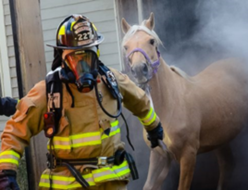 HORSE FIRE SAFETY