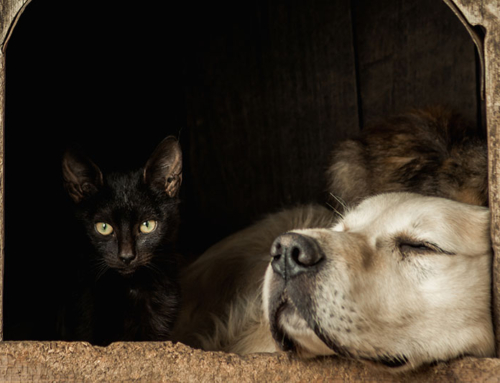 4th July Pet Tips