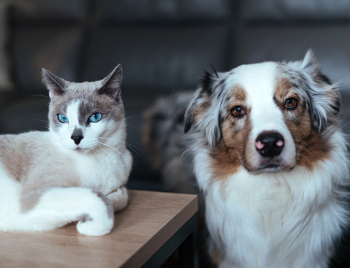 Diarrhea  in Cats and Dogs