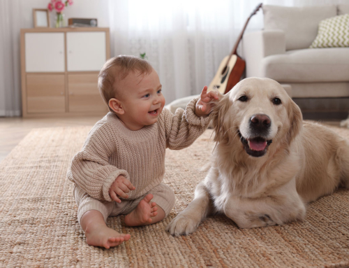 BOTTLES, BLANKETS, BABIES, AND YOUR 4-LEGGED BEST FRIEND