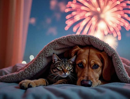 Pet Saftey 4th of July tips
