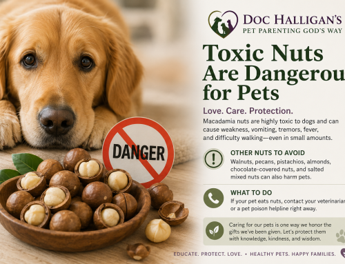 Toxic Nuts and Pets